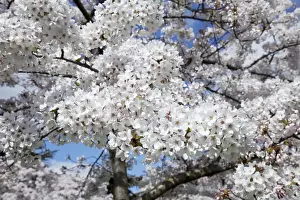 Cheltenham Prints: Japanese cherry trees in full spring blossom - Cheltenham UK