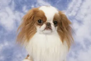 Japanese Chin Dog JD 8543 © John Daniels / ardea. com