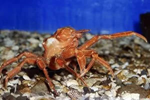 Japanese Crab, northwest Pacific