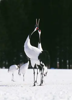 Japanese Crane MI 1559 C Grus japonensis © Masahiro Iilima / ardea. com