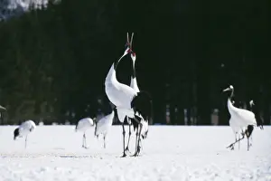 Red Crowned Prints: Japanese Crane MI 1559 Grus japonensis © Masahiro Iilima / ardea. com