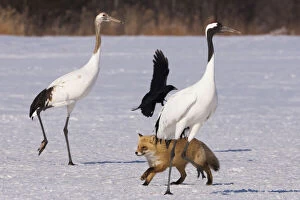 Japanese cranes, a crow, and a red fox