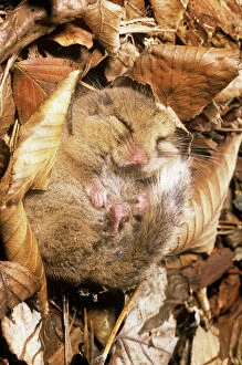 Images Dated 19th March 2009: Japanese Dormouse - in hibernation