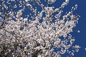 Images Dated 19th April 2010: Japanese Flowering Cherry - blossom in springtime