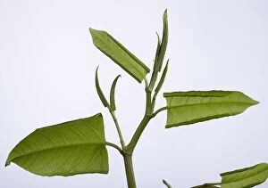 Images Dated 28th April 2010: Japanese knotweed -leaf development in spring