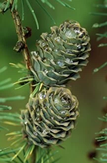 Images Dated 5th October 2006: Japanese Larch Cones