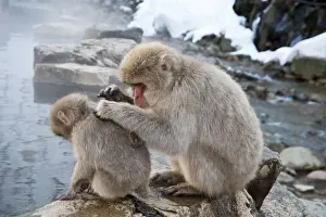 Bonding Prints: Japanese Macaque - adult grooming youngster on pool edge - Jigokudani Park - Japan