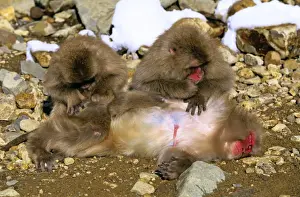 Social Behaviour Prints: Japanese Macaque Two grooming a third - Joshinetsu Kogen National Park