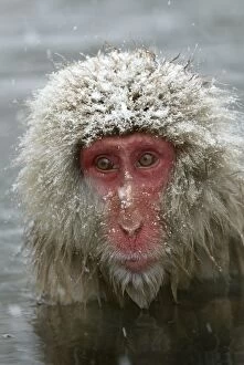 Images Dated 7th March 2004: Japanese Macaque, Japanese Monkey, Snow Monkey