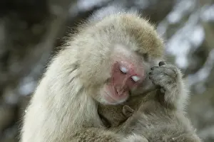 Hand Prints: Japanese Macaque, Japanese Monkey, Snow Monkey