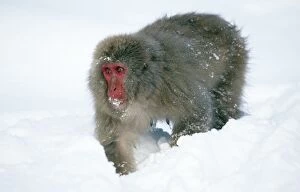 Images Dated 4th August 2004: Japanese Macaque Joshinetsu Kogen National Park, Shiga Highlands, Honshu, Japan