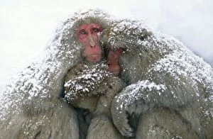 Images Dated 4th August 2004: Japanese Macaque Joshinetsu Korgen National Park, Shiga Highlands, Honshu, Japan