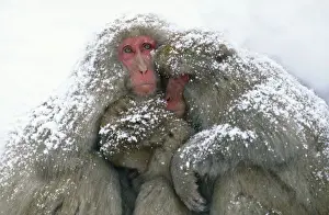 Monkey Prints: Japanese Macaque Joshinetsu Korgen National Park, Shiga Highlands, Honshu, Japan