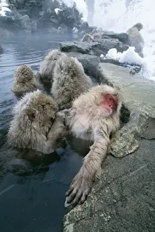 Bonding Prints: Japanese Macaque JPF 10211 Joshinetsu Kogen National Park