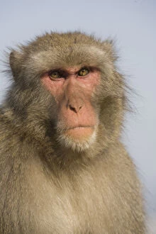 Japanese Macaque (Macaca fuscata), also