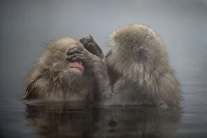 Japanese Macaque Monkey - aka Snow Monkey (Nihonzaru