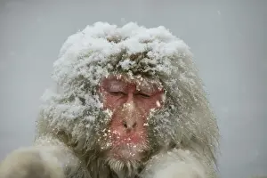 Huddled Prints: Japanese Macaque Monkey - close-up of head, in snow. Hokkaido, Japan