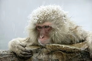 Japanese Macaque Monkey - covered in snow