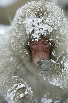 Japanese Macaque Monkey - face, covered in snow. Hokkaido, Japan