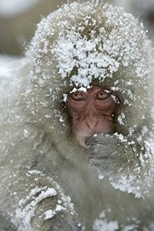 Japanese Macaque Monkey - face, covered in snow