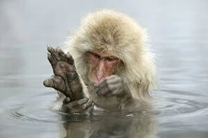 Japanese Macaque Monkey - in hot springs, grooming
