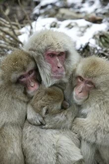 Japanese Macaque Monkey - four huddled together
