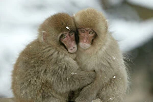 Japanese Macaque Monkey - two huddled together