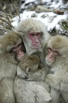 Huddled Prints: Japanese Macaque Monkey - four huddled together. Hokkaido, Japan