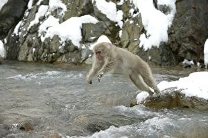 Japanese Macaque Monkey - jumping across water