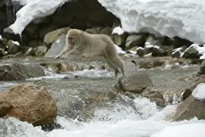 Japanese Macaque Monkey - leaping across river. Hokkaido, Japan