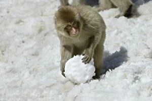 Japanese Macaque Monkey - making snowball