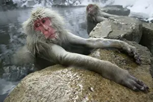 Hot Spring Prints: Japanese Macaque Monkey - relaxing in hot spring. Hokkaido, Japan