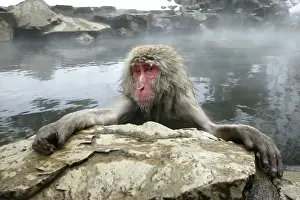 Steaming Prints: Japanese Macaque Monkey - relaxing in hot spring. Hokkaido, Japan