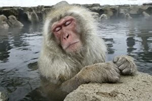 Japanese Macaque Monkey - relaxing in hot spring