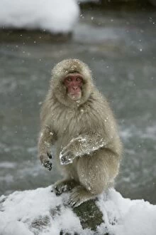 Japanese Macaque Monkey - sitting in snow