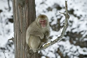 Japanese Macaque Monkey - sitting in tree