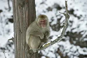 Macaques Prints: Japanese Macaque Monkey - sitting in tree. Hokkaido, Japan
