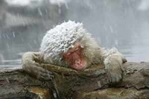 Weather Conditions Collection: Japanese Macaque Monkey / Snow Monkey Relaxing amidst the steam of a hot spring Japan