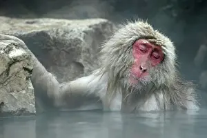 Japanese Macaque Monkey / Snow Monkey Relaxing amidst the steam of a hot spring Japan