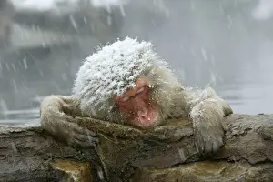 Weather Prints: Japanese Macaque Monkey / Snow Monkey Relaxing amidst the steam of a hot spring Japan