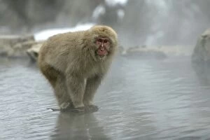 Japanese Macaque Monkey - standing on rock in middle of hot springs