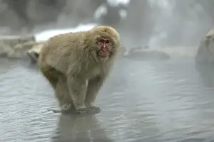 Monkey Prints: Japanese Macaque Monkey - standing on rock in middle of hot springs. Hokkaido, Japan