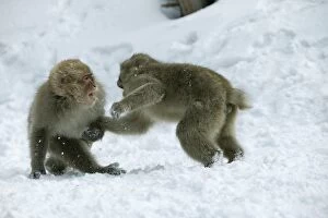 Japanese Macaque Monkey - two, showing aggression