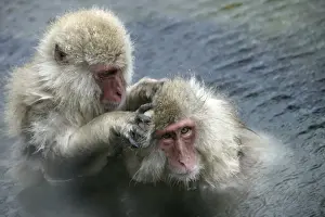 Bonding Prints: Japanese Macaque Monkey - two in water, grooming each other. Hokkaido, Japan