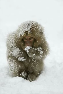 Japanese Macaque Monkey - young, huddled in snow