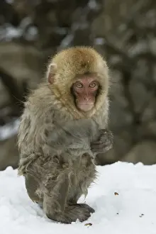 Japanese Macaque Monkey - young, wet. Hokkaido, Japan