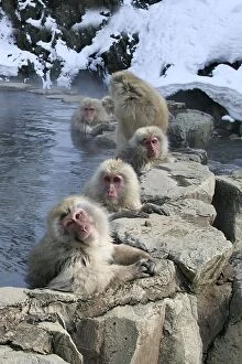 Japanese Macaque Monkeys - relaxing in hot springs