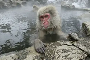 Steaming Prints: Japanese Macaque Monkeys / Snow Monkeys Relaxing amidst the steam of a hot spring Japan