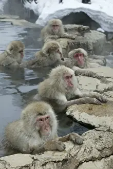 Japanese Macaque Monkeys / Snow Monkeys Relaxing amidst the steam of a hot spring Japan