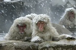 Japanese Macaque Monkeys / Snow Monkeys Relaxing amidst the steam of a hot spring Japan